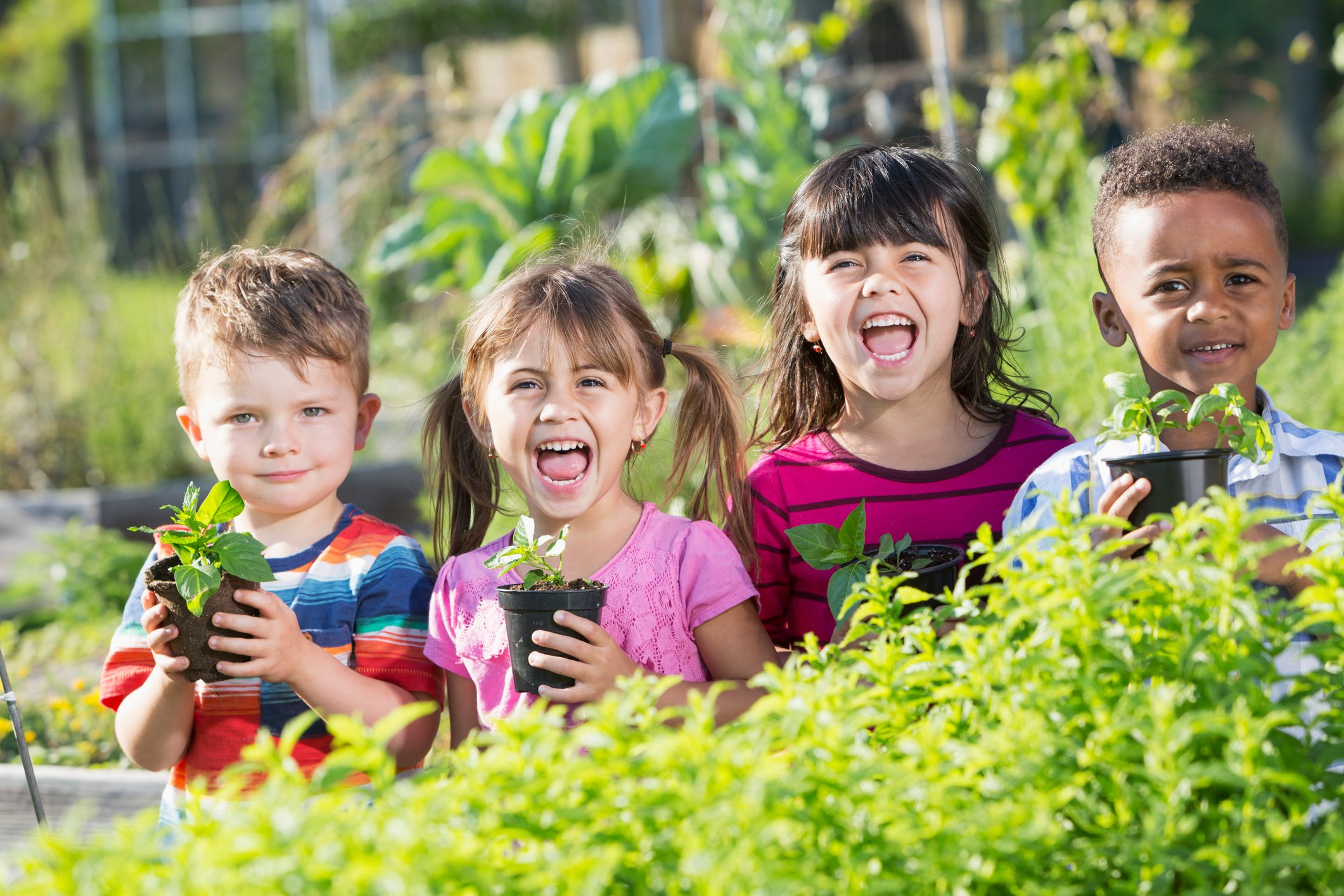Des enfants d’âge préscolaire tenant des plantules dans un jardin